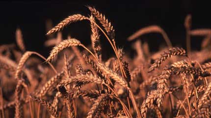 An organic wheat field