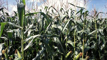 A GM Maize crop