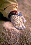 Soya - a crop widely affected by GM