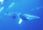 Minke whale