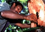 Sustainable rubber production in the Amazon