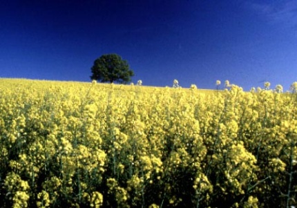 Oil seed rape