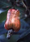 Amazon under threat