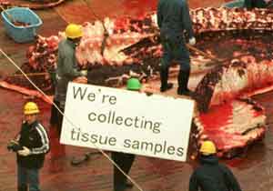 Japanese whalers claim to be collecting 'scientific samples'