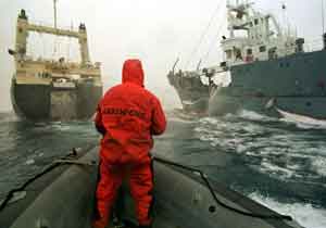 Greenpeace campaigners try to block whaling vessels from harpooning whales on Christmas day