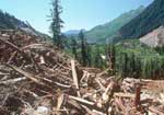 Clearcut forest in British Columbia