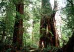 Western Red Cedar BC