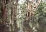 Amazon: flooded forest