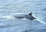 Fin Whale