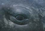 whale eye