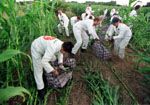 Greenpeace activists removing GM crop