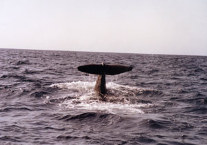 whale tail