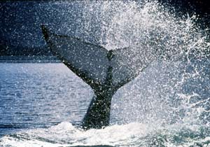 Whale tail