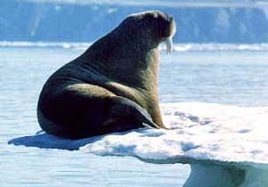 walrus on iceflow