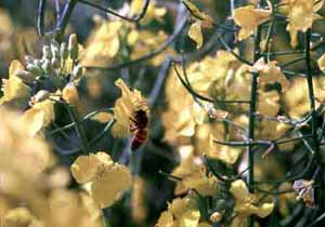 Flowers and bee