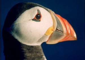 A Puffin - their habitat is under threat from oil exploitation in St Kilda, Scotland