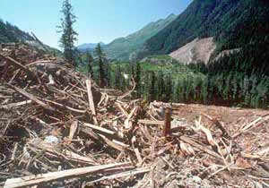 Clearcut forest in British Columbia