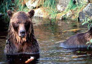 Brown bears in the Great Bear Rainforest, British Columbia