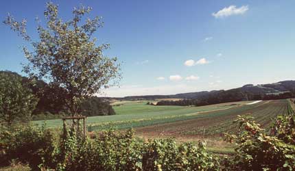 A field of organic crops