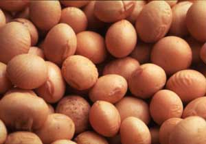 Soya