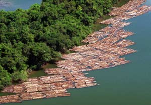 Illegal mahogany trade