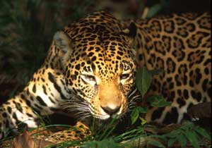 Amazon Jaguar