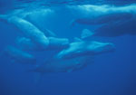 School of whales
