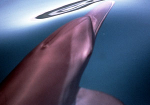 Bottlenose dolphin