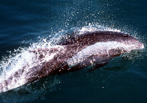 Bottlenose dolphin