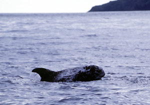 Risso's dolphin