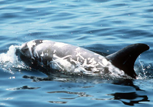 Risso's dolphin