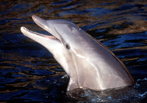 Bottlenose dolphin