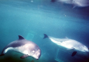 Harbour Porpoise