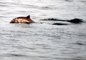 Harbour Porpoise
