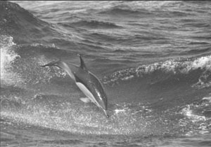 Common dolphin