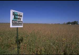 Monsanto Roundup Ready soybean crop