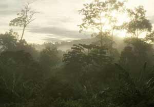 Indonesia's rainforests face an uncertain future as illegal logging continues