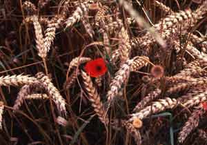 A poppy grows in a wheat field