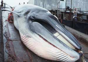 A dead whale at an Icelandic whaling station, from our first expedition in 1978