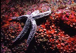 Sea star