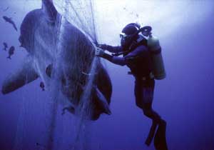 A Greenpeace diver frees a sunfish from a fishing net