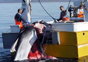 Minke whale caught by the whaling ship working out of Isafjordur, North West Iceland. Whalers cut the whale on board and place it in containers.