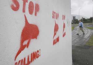 An anti-whaling stencil on a wall in the North Icelandic port town of Akureyri