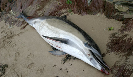 Common dolphin washed up on Bigbury-on-Sea Beach, Devon, January 2004