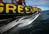 Greenpeace observers pull in dead dolphin bycatch
