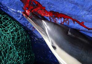 Broken and bleeding dolphin beak caused by trawling nets