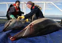 Greenpeace and WDCS examine dead dolphin carcasses