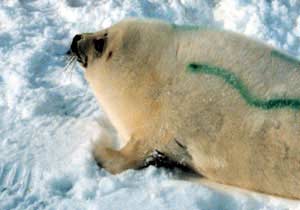 Greenpeace activist sprays seal pelt to make it valueless, Canada 1980