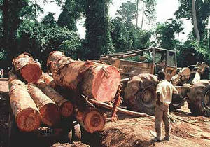 Illegal logging on Africa's Ivory Coast