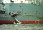 Another victim of the whaling industry